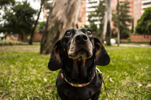 Фотографии собаки, ждущей умершего хозяина, тронули сердца тысяч людей