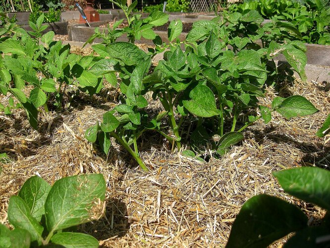 Как правильно вырастить картофель под соломой: секреты успешного урожая