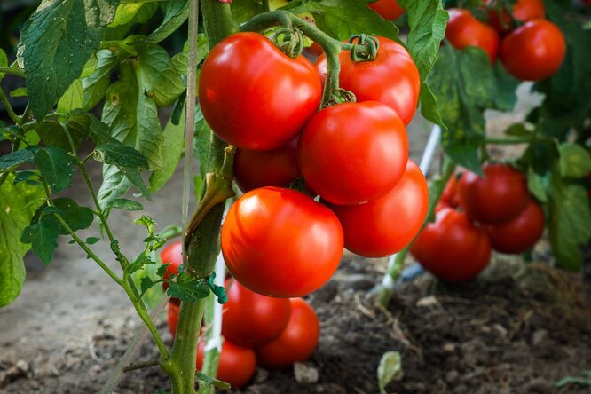 Чем подкормить томаты после высадки в теплицу весной
