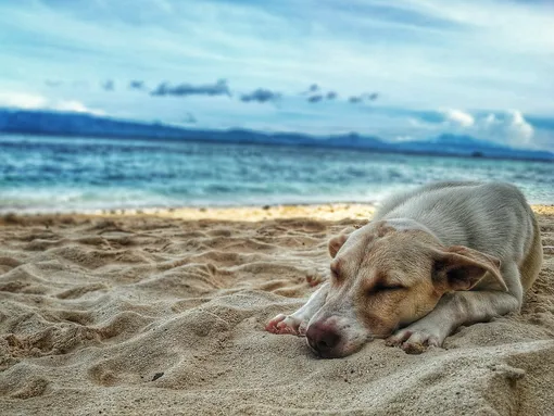 Собака лежит на песке у моря фото