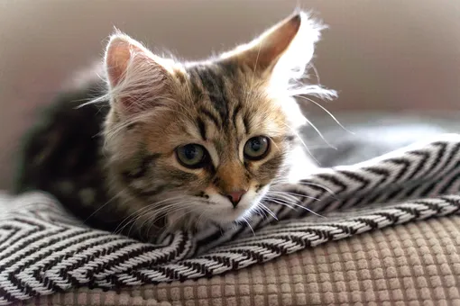 Сибирская кошка: что нужно знать, если вы берёте домой котёнка этой породы