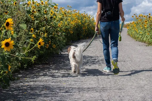 Человек гуляет с собакой мимо подсолнухов