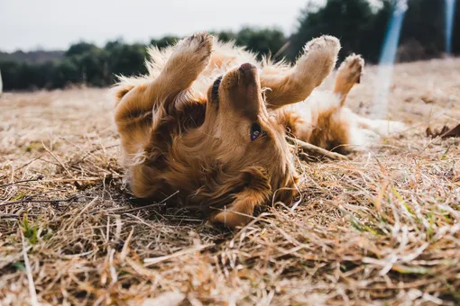 Почему собака трётся о траву: 5 распространённых причин