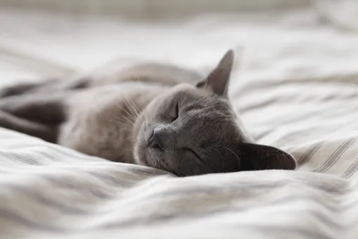 Коше нравится запах хозяина, поэтому она спит в его кровати