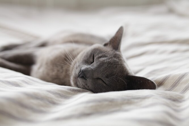 Почему кошки спят с хозяевами: причины, по которым кошка ложится спать на  человека или рядом
