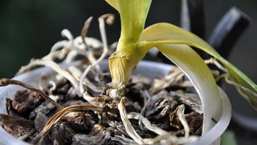 Почему вянет и не цветёт орхидея фаленопсис: 9 распространённых причин 