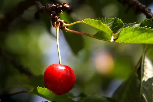 Приводим в порядок вишню после сбора ягод: 5 полезных подсказок, как залог урожая на будущий сезон