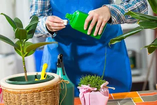 Желатин для растений как удобрение и защита от вредителей: садоводческий анекдот или секретное средство