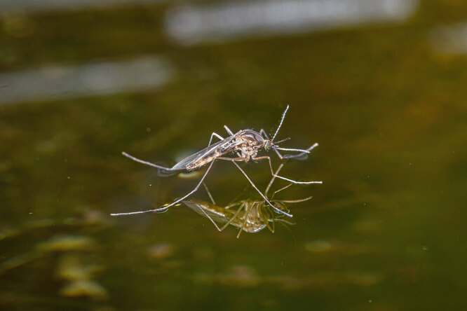 Комары размножаются в воде, поэтому их количество зависит от количество водоемов вокруг.