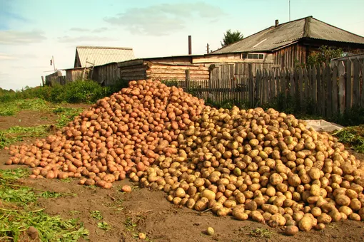 Как повысить урожайность картофеля: советы опытных огородников