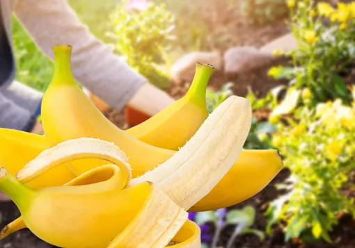 Почему банановая кожура – отличное удобрение для роз