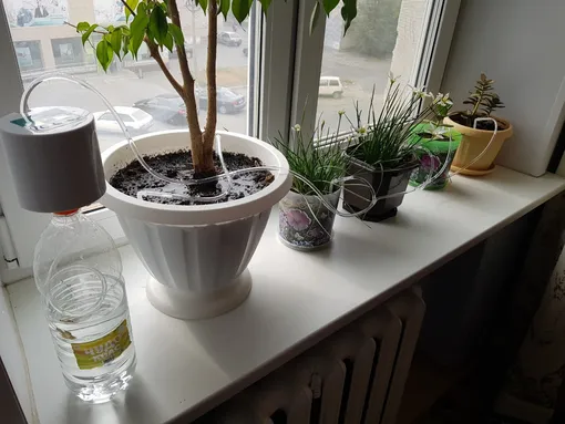 Лучшие системы полива для комнатных растений
