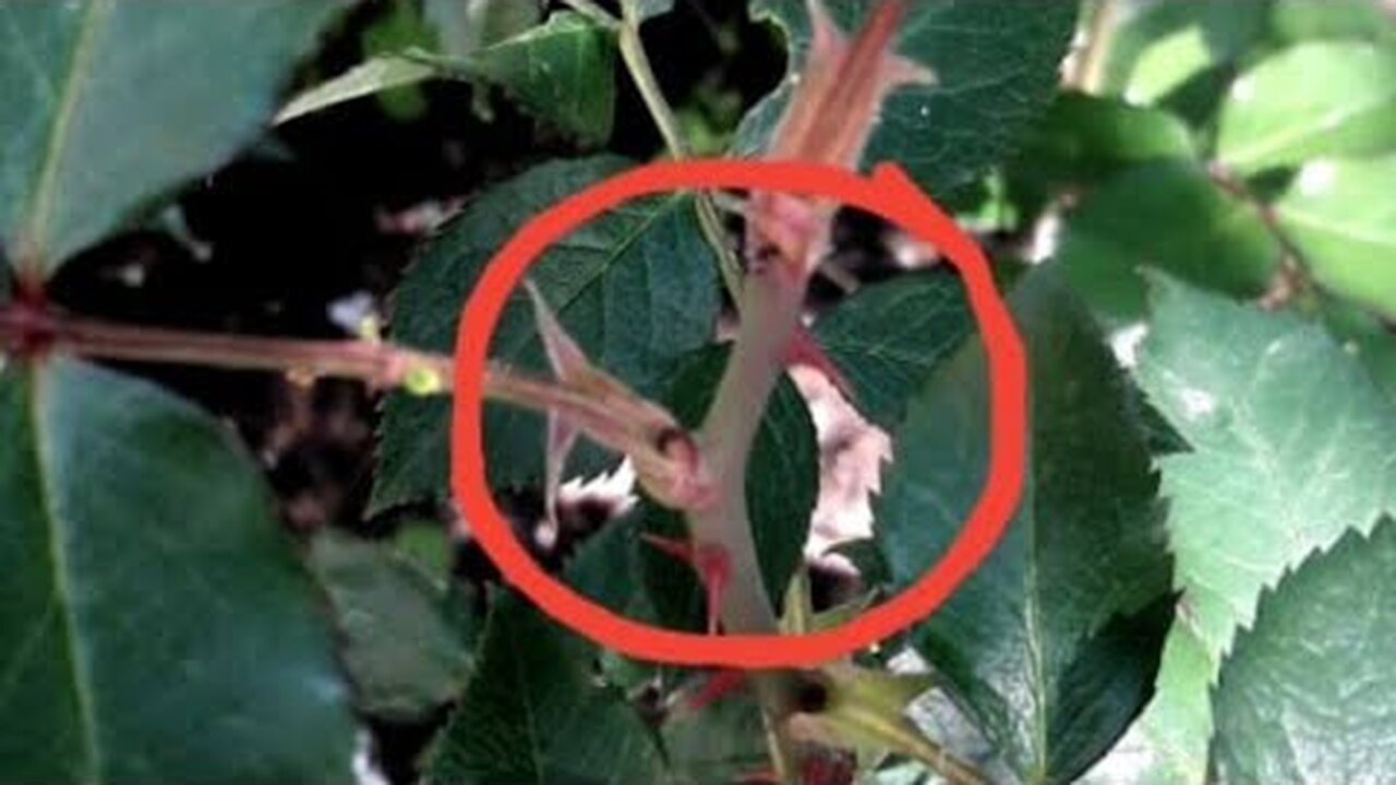 Слепой побег у розы. Слепые побеги у роз что делать. Слепой побег у розы. Слепые побеги на розах. Слепые побеги на розах как определить.