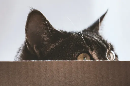 Почему кошки любят сидеть в коробках? Секрет раскрыт: вот 5 причин