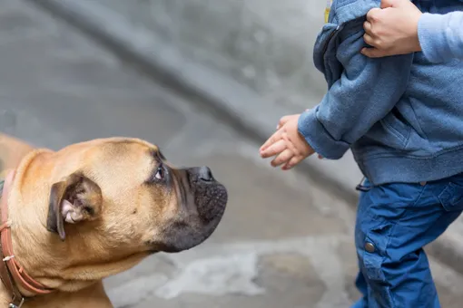 «Боимся за детей»: куда жаловаться, если собаку выгуливают без намордника?