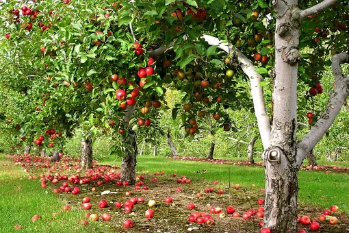 Нужно ли поливать плодовые деревья летом