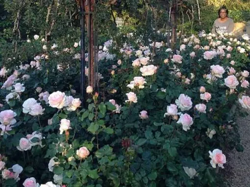 Пышный розарий — украшение сада Опры Уинфри
