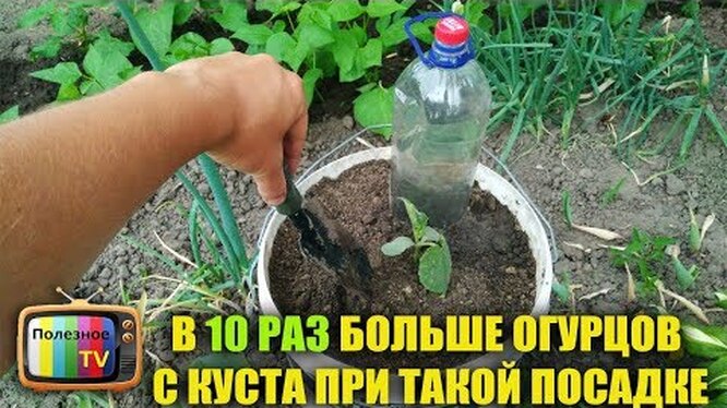 Подкормка огурцов народными домашними средствами: способы и рецептыприготовления