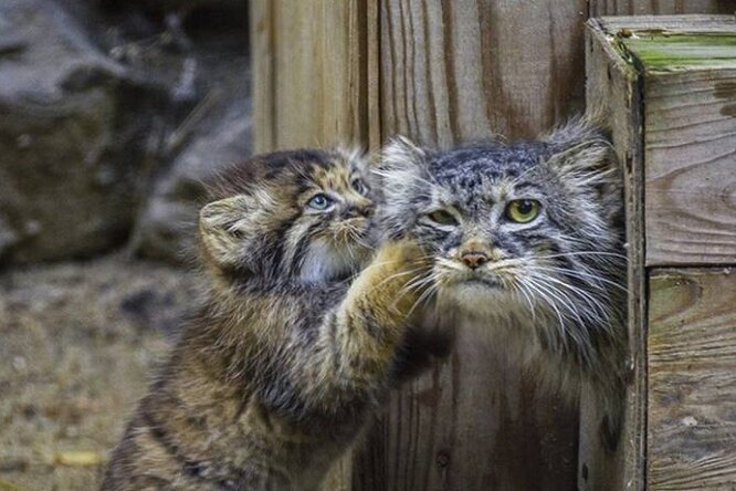«Сказочные котики»: котята сибирского манула впервые вышли на прогулку в Новосибирском зоопарке