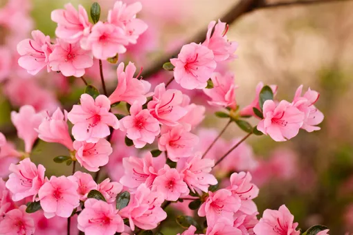 Розовые цветы: 5 самых модных видов для сада и балкона