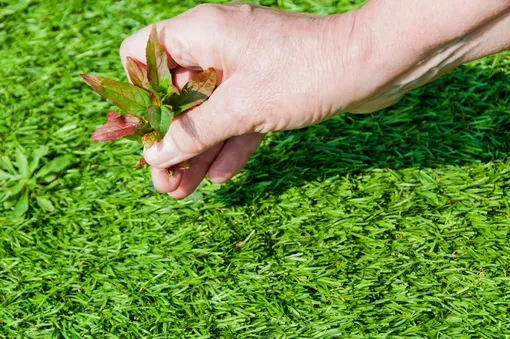 Прополка газона — один из самых эффективных методов защиты его от сорняков