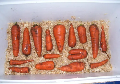 Морковь в опилках