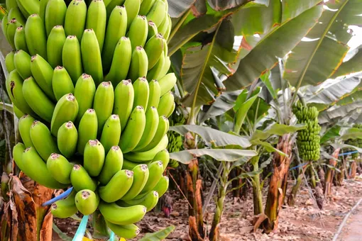 На заметку! Родиной банана считают Азию, Африку, Австралию, их тропические регионы.