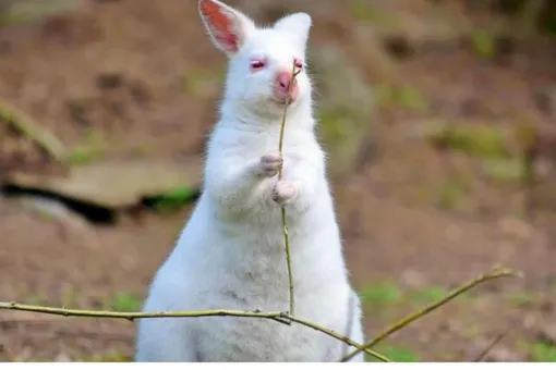 «Гигантский кролик»: у казанских кенгуру родился удивительный малыш