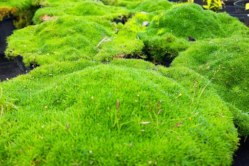 Ирландский мох: секрет вечнозелёного газона