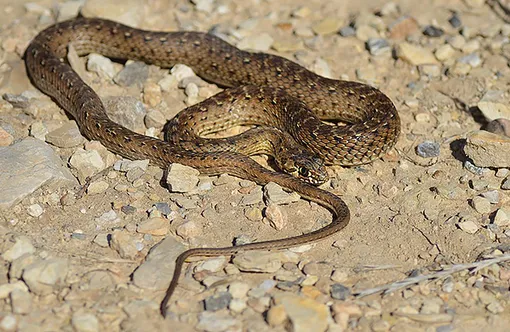 Как отличить ядовитую змею: 5 самых опасных видов в России, какие ядовитые змеи живут в России, фото, описание
