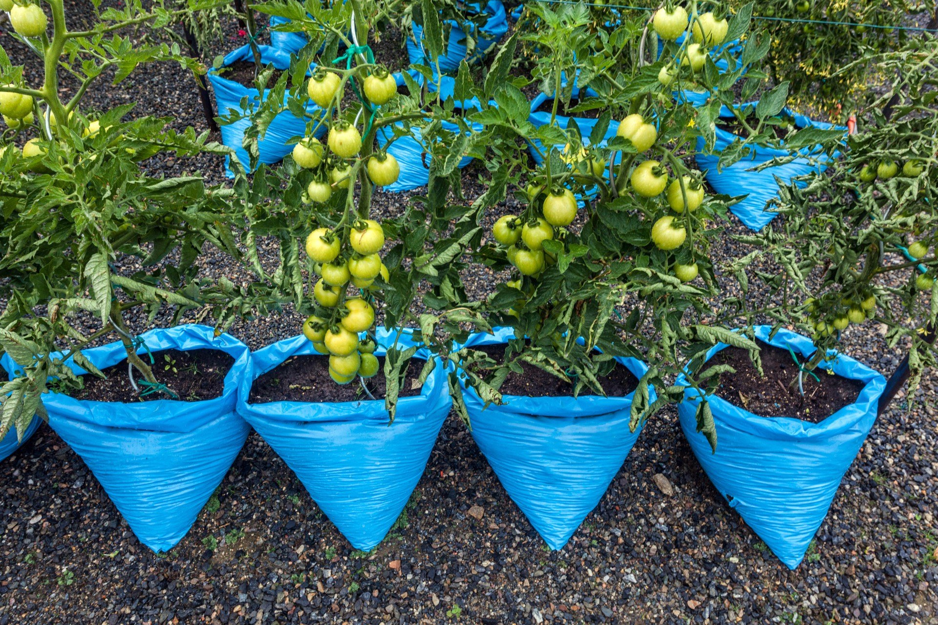 Выращивание помидоров в мешках (пакетах): суть метода, фото, какие сортатоматов выбрать