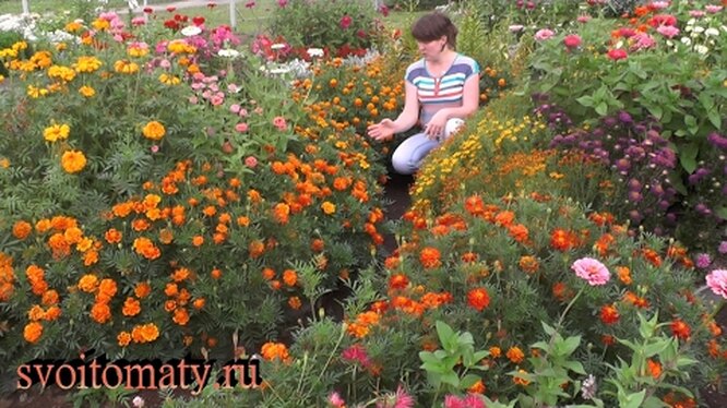 Бархатцы Белоснежка - подробное описание, характеристики, секреты посадки и ухода, неизменная популярность среди цветоводов Бархатцы Белоснежка: описание, характеристики, посадка и уход, отзывы