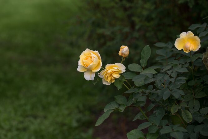 что означает жёлтый цвет цветов роза