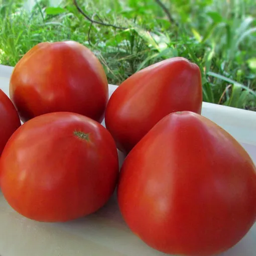 Крупноплодный томат Мишка косолапый