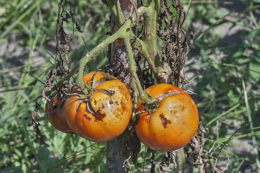 Использование народных средств в разгар фитофтороза томатов