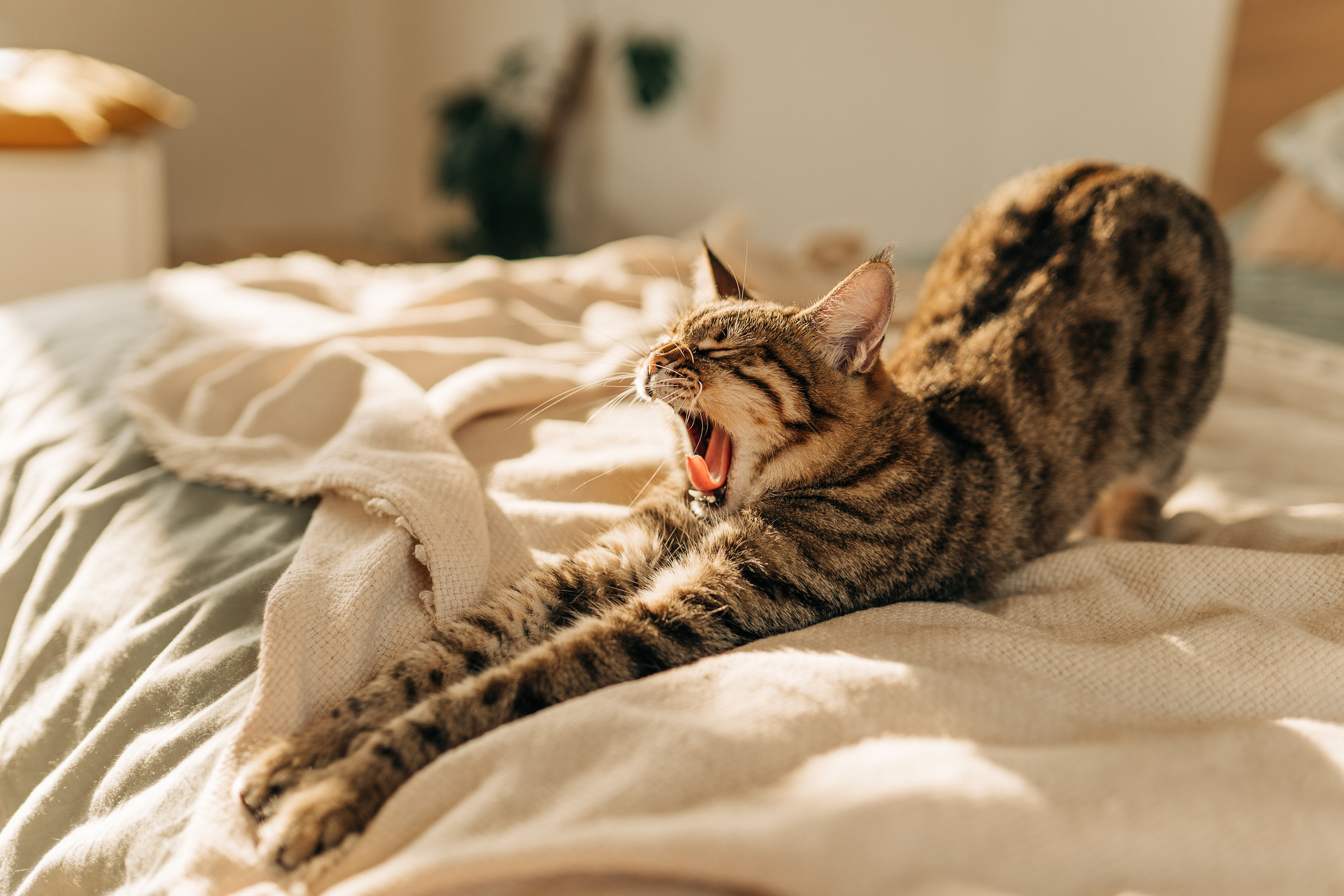 К чему снятся кошки: толкование снов про кошек, кошка к чему приснилась?