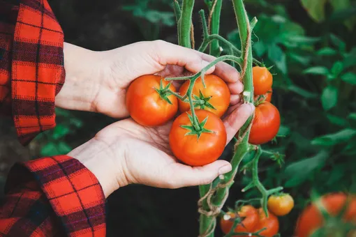 Рассада будет крепкой, а урожай — большим: народные подкормки для томатов