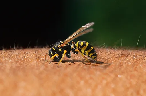 пчела кусает руку