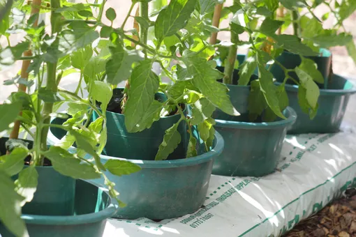 Для выращивания томатов в лежащих мешках можно использовать горшки без дна