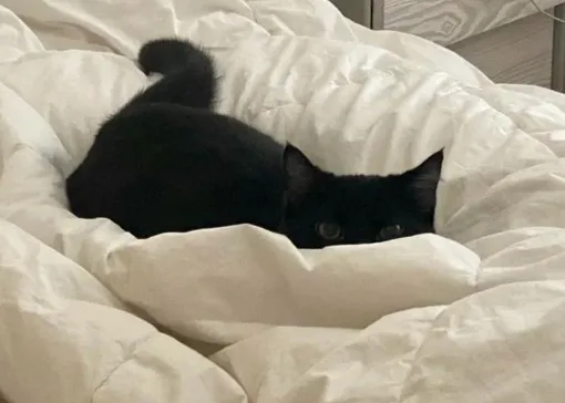 кот в постели