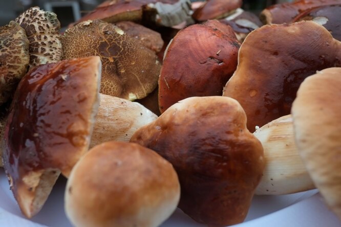 Когда вы отправляетесь собирать белые грибы, сразу же проверяйте срез на ножке, гриб не должен темнеть и плохо пахнуть