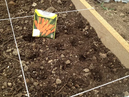 Схема посадки моркови в открытый грунт под зиму
