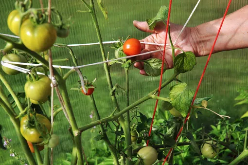 Удобрения помогают кустам томатов расти, развиваться, цвести, завязывать плоды, а также способствует быстрому созреванию урожая