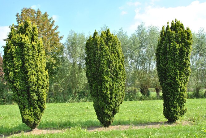 Thuja kolonovidnaya Fastigiata
