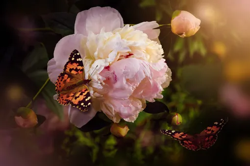 Живые цветы: как создать свой собственный сад бабочек?