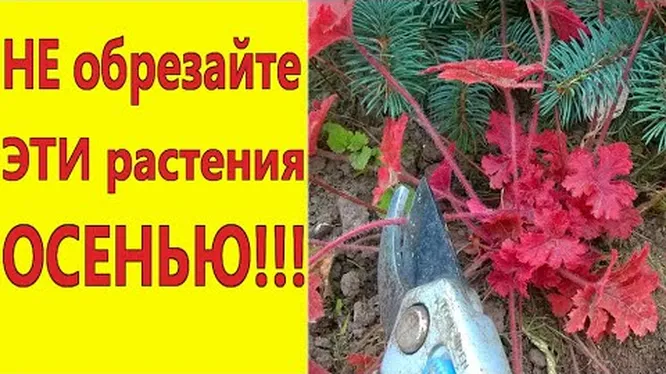 Обрезка роз. Санитарная обрезка роз. Обрезка роз. Фото многолетники, которые нельзя обрезать осенью. Отводки розы.