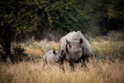 Самка носорога с детенышем