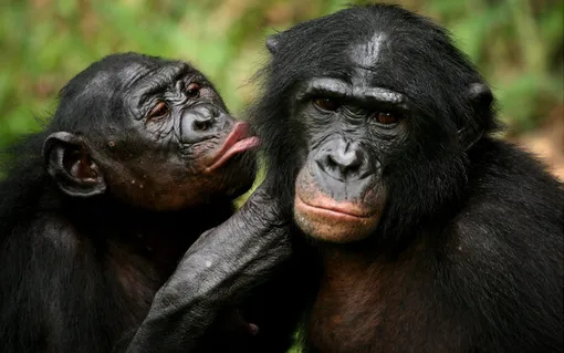обезьяна чистит шерсть шимпанзе