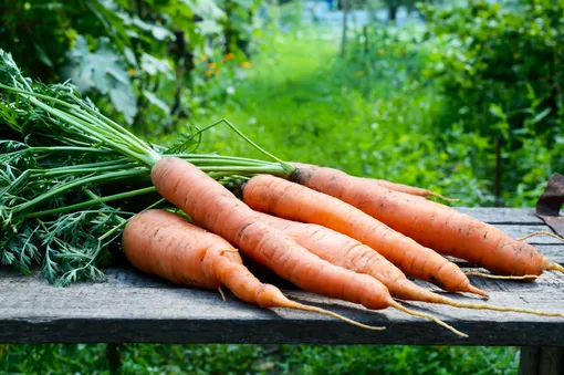 Морковная ботва богата витаминами и микроэлементами.