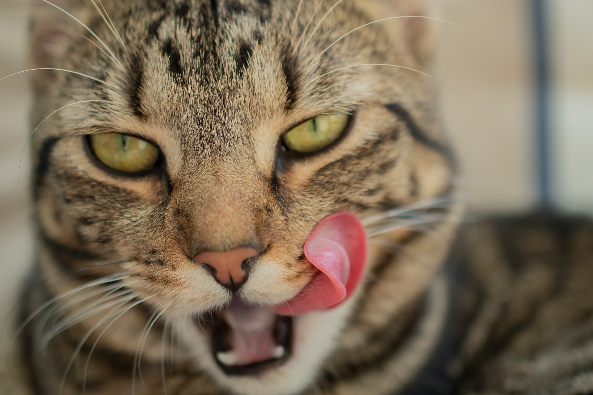 Почему язык у кошек покрыт шипами?